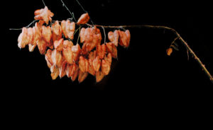 The Botany of Desire